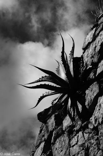 La resiliencia ama al sol