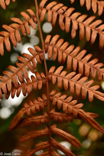 Secreto por omisión