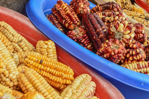 Variantes del maíz