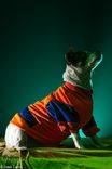Dragon dog