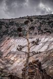 Parece árbol seco