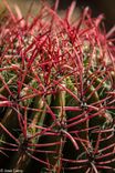 Rosa mexicano